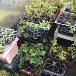 Plants For Sale 