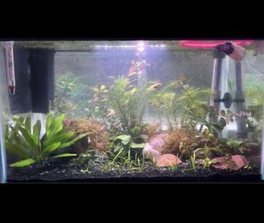 Aquarium Plants