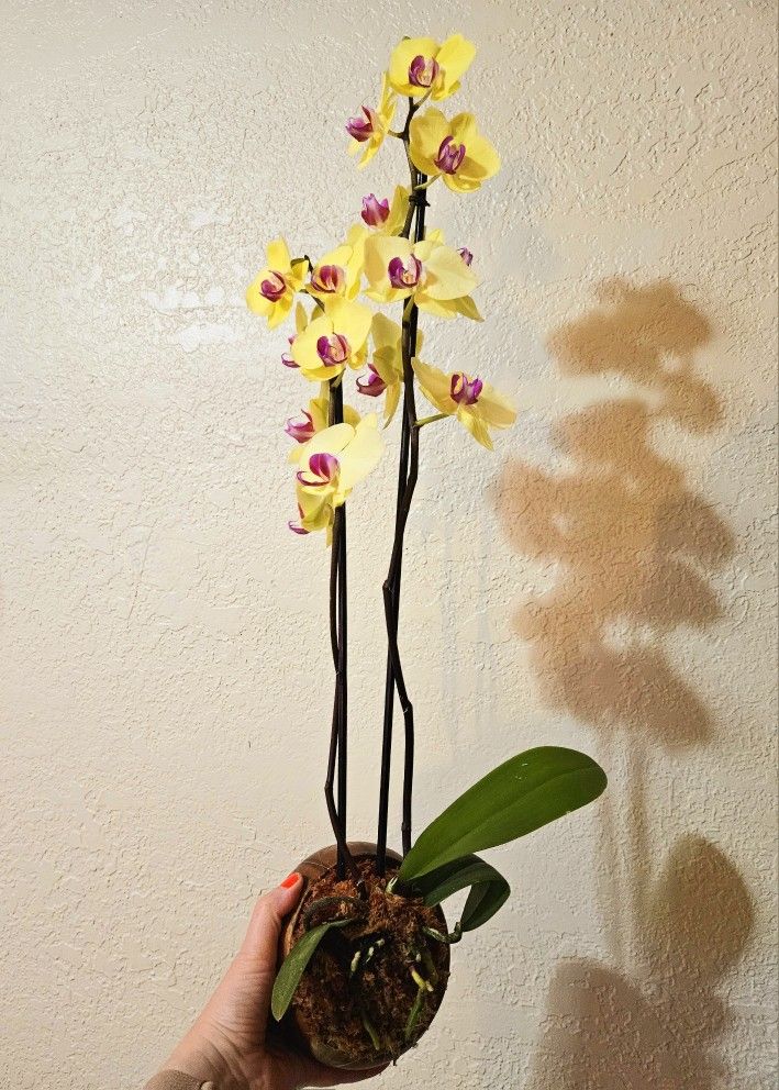 Wall Mount Orchid