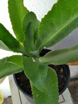 Plant