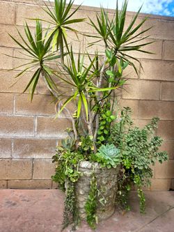 Palma with suculent Plant mixed