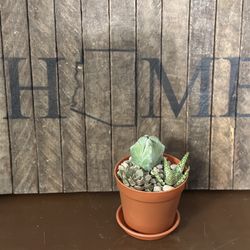 Succulent Cactus Trio - Live Plant in 4 inch Pot - Delivery Available 