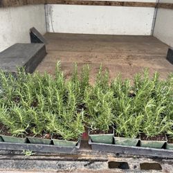 Small Rosemarys / Romeros $6 each 