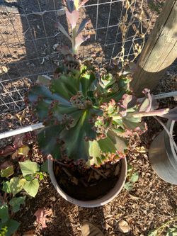 Huge succulent