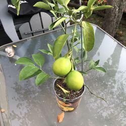 Improved Meyer Lemon Citrus Tree