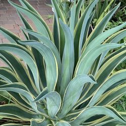 Agave desmettiana 'Variegate Plants  Small/medium And Large !