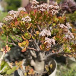 Lucky Jade Plant, Succulent