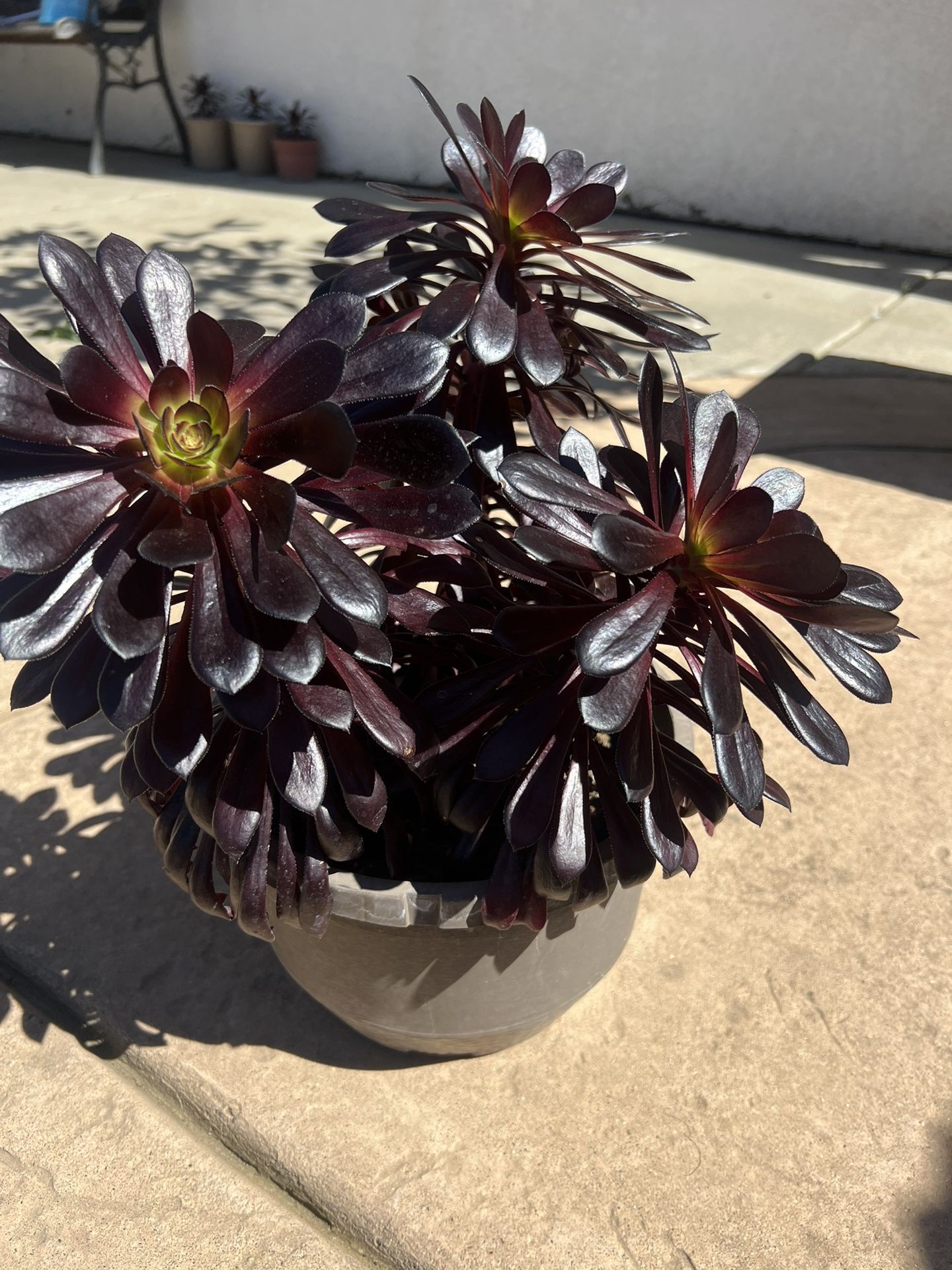 Black Succulent Flower