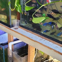 40 Gallon X2 System With 20 Gallon Sump 