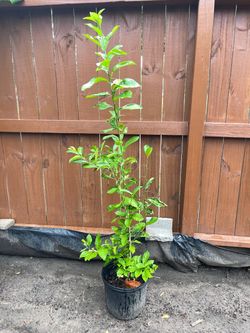 Lemon tree