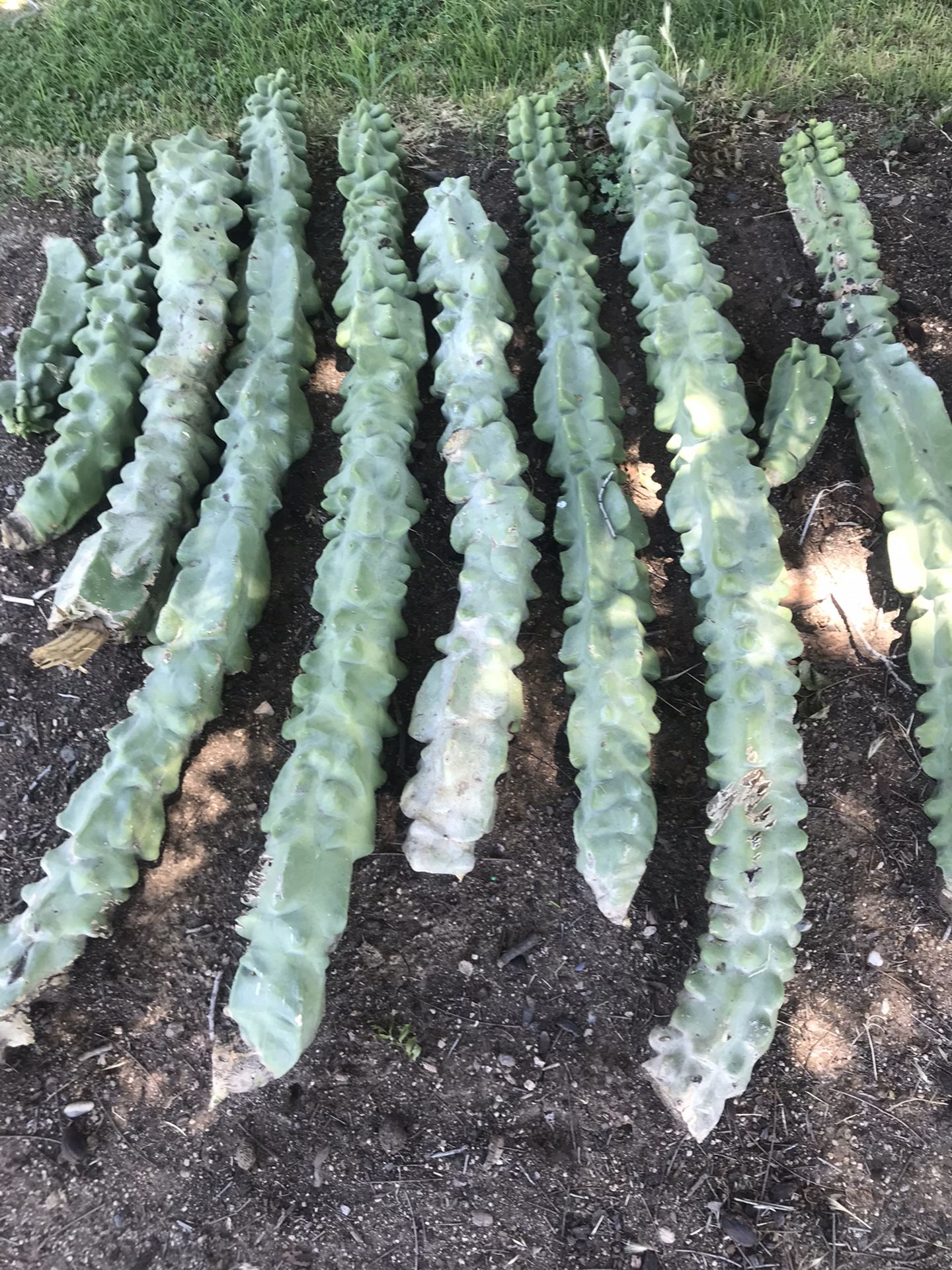 Toadom Pole/ Lophocereus Schotti Succulents