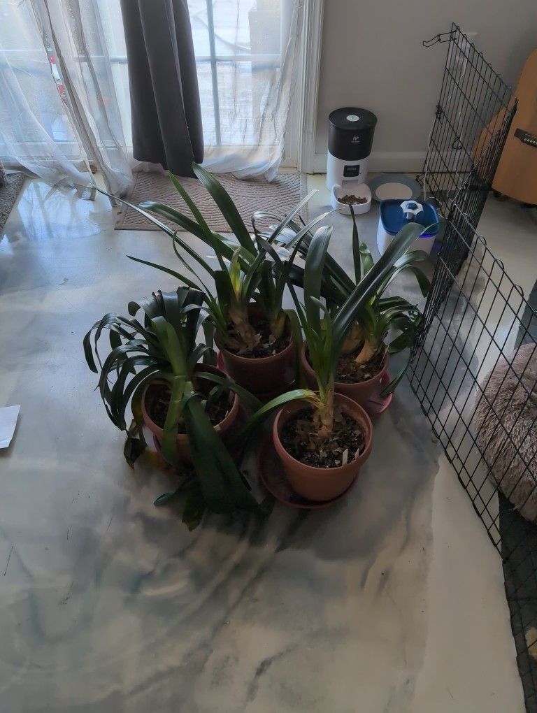 Free-Four Mature Clivia Minatas