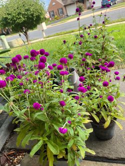 Globe Maranth
