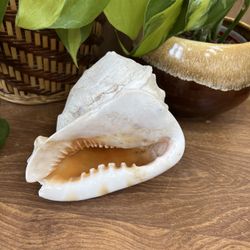 Vintage White Conch Seashell Beach Coastal Display Decor Collection Boho Succulent Organic 