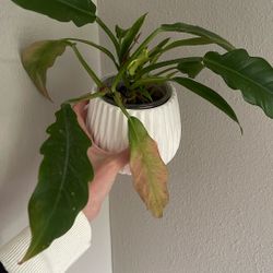 Small Jungle Boogie