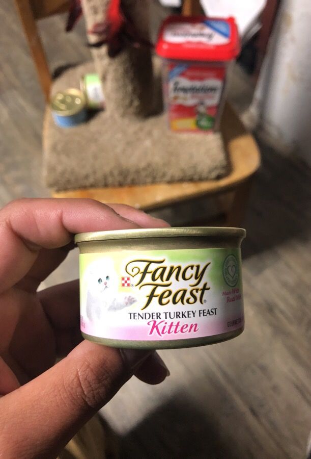 Cat/kitten food and scratch post