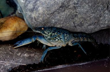 Marbled Blue Creyfish For Sale.