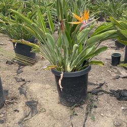 Birds Of Paradise