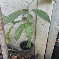 Avocado 🥑 Tree 