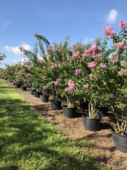 Crape Myrtle