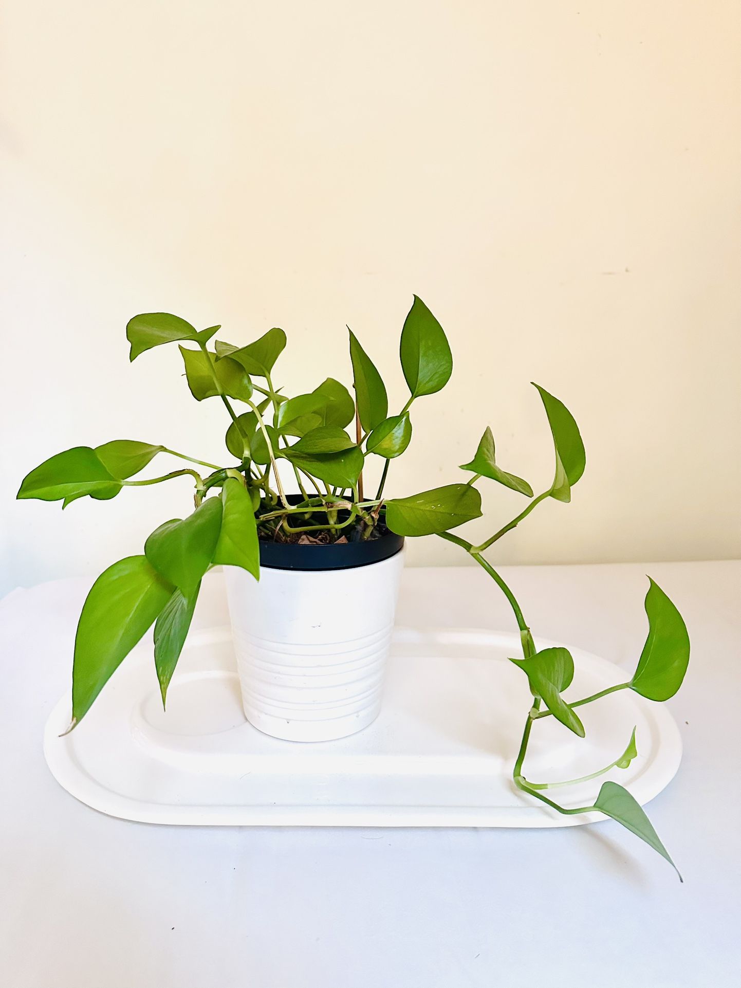 Pothos