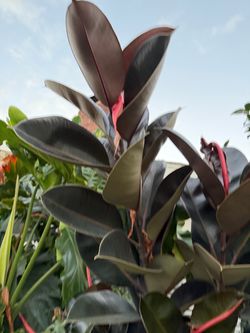 Rubber plant Ficus elastica