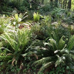 Large Ferns 