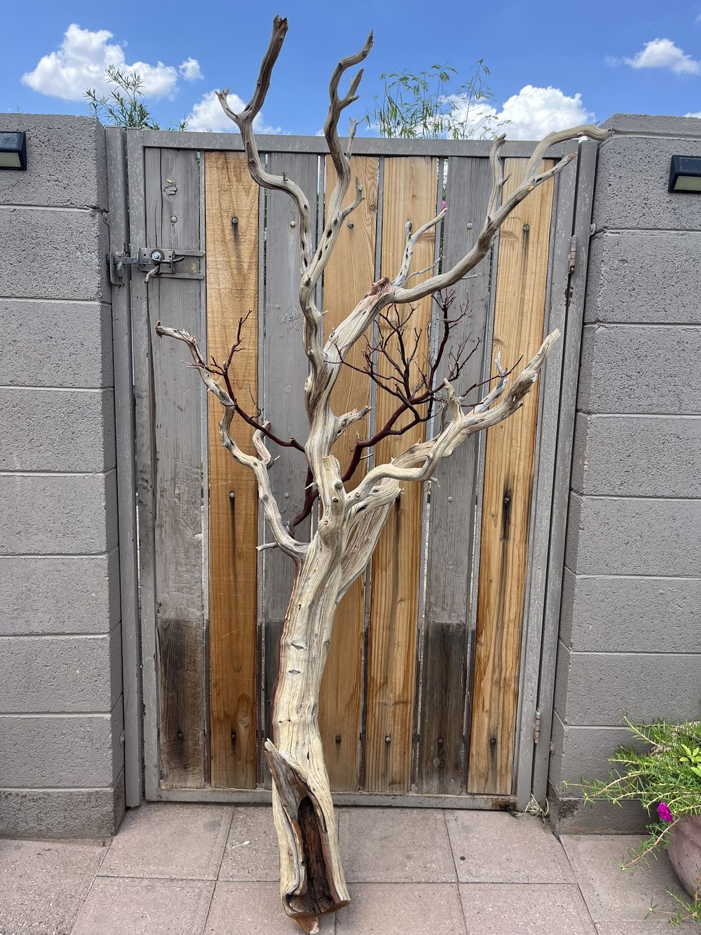 Manzanita Tree