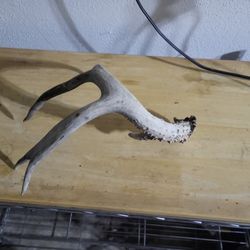 Antler