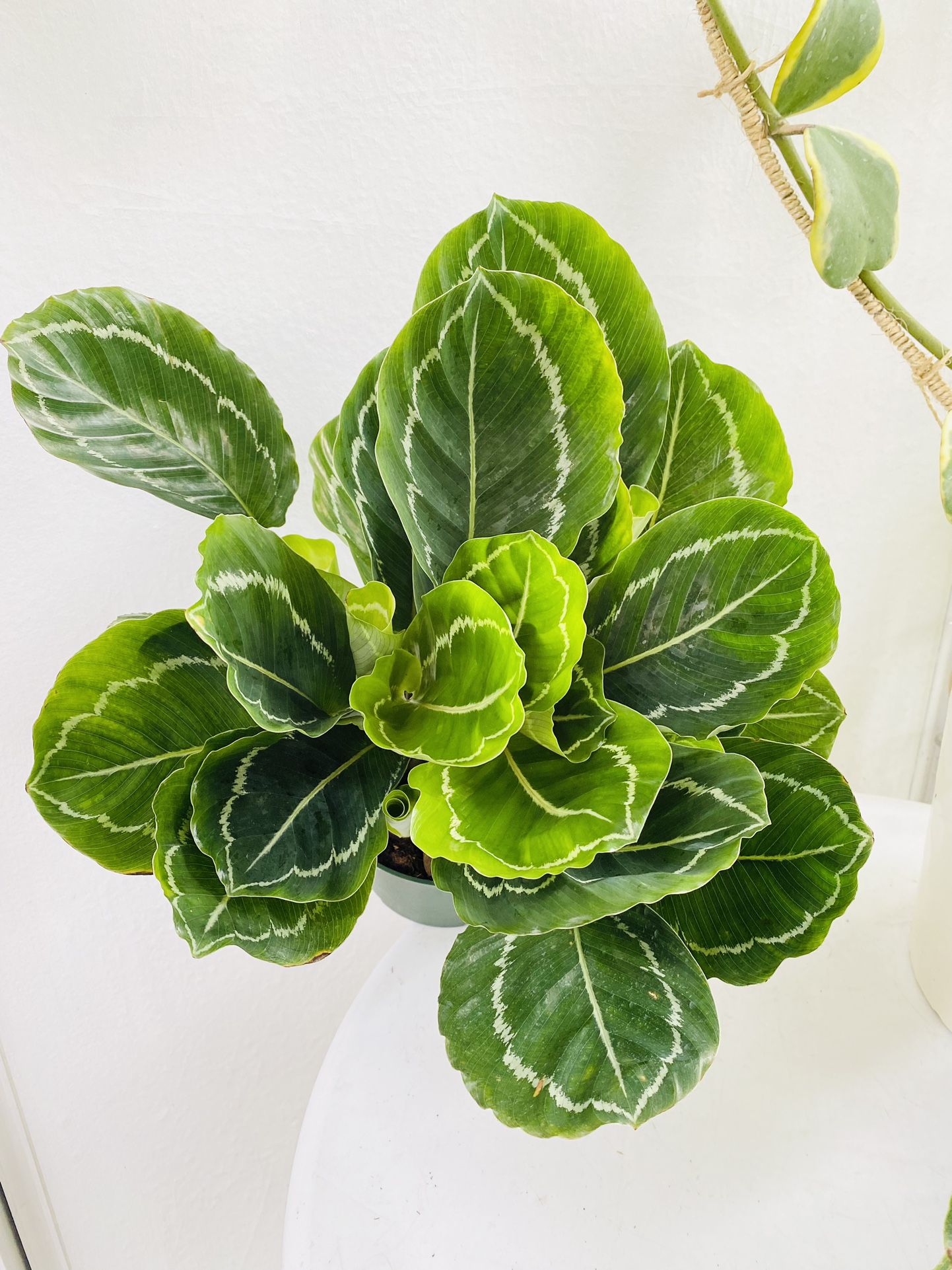 Plants (6”pot🌿Calathea Green Goddess )