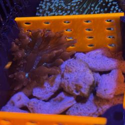 Fake Black Widow Anemone Decoration