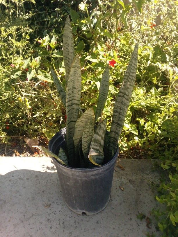 Mother N Laws Tongue Plant In A Pot 10