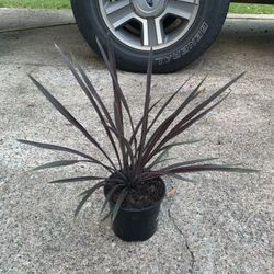 Cordyline Red Star Plant 