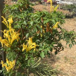 Honeysuckle plants 