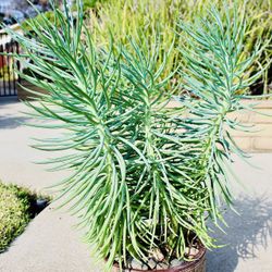 A Beautiful Ceramic Pot With Thriving Succulents 