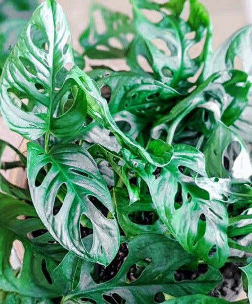 Rare Monstera Adansonii Wide Leaf Plant/ Swiss Cheese Monstera Plant/ House Plant/ Indoor Plant Flower Patio Garden