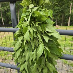Stinging Nettle 