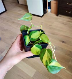Philodendron Brasil