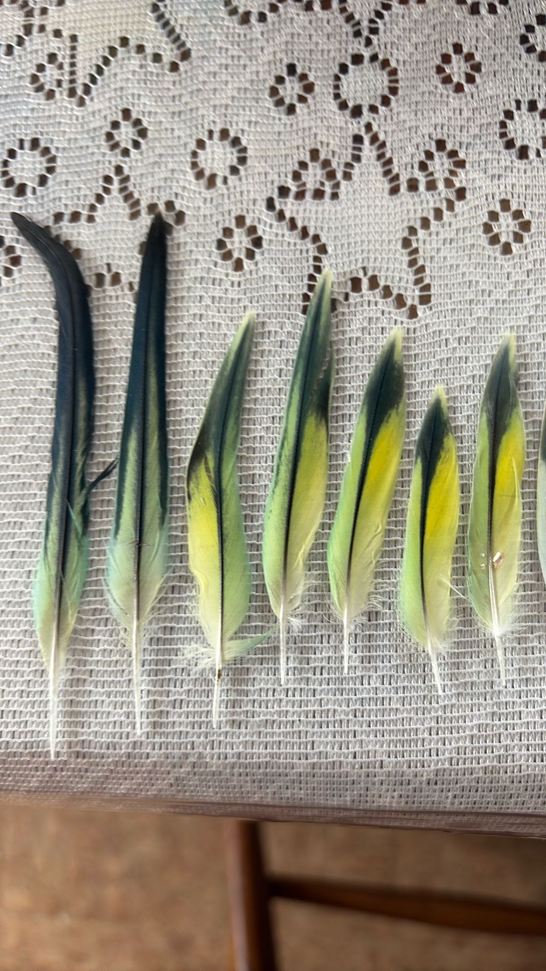 Parakeet Feathers 40 Pc