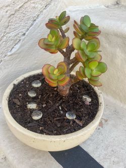 Beautiful  healthy small succulent  so pretty with nice pot $15