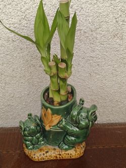 Lucky Bamboo