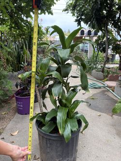Healthy Dracaena (corn Plant) $10