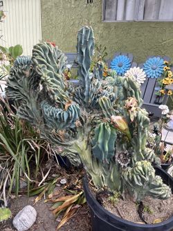 Large Crested Cactus - Cereus Peruvianas Crestata