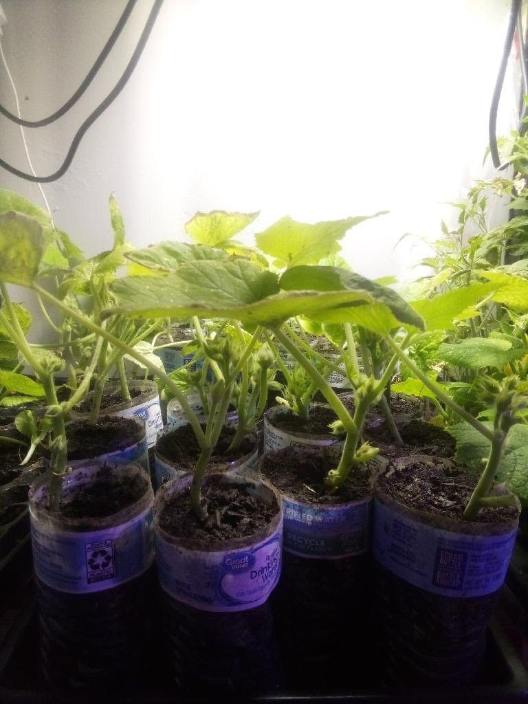 Pepper Plants Cayenne And Mini Bell Pepper Only $2