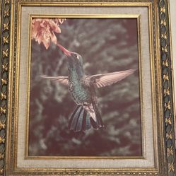 Vintage Hummingbird Photo On Board No Glass