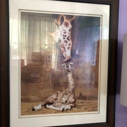 2 Professionally Frames Wildlife Photos