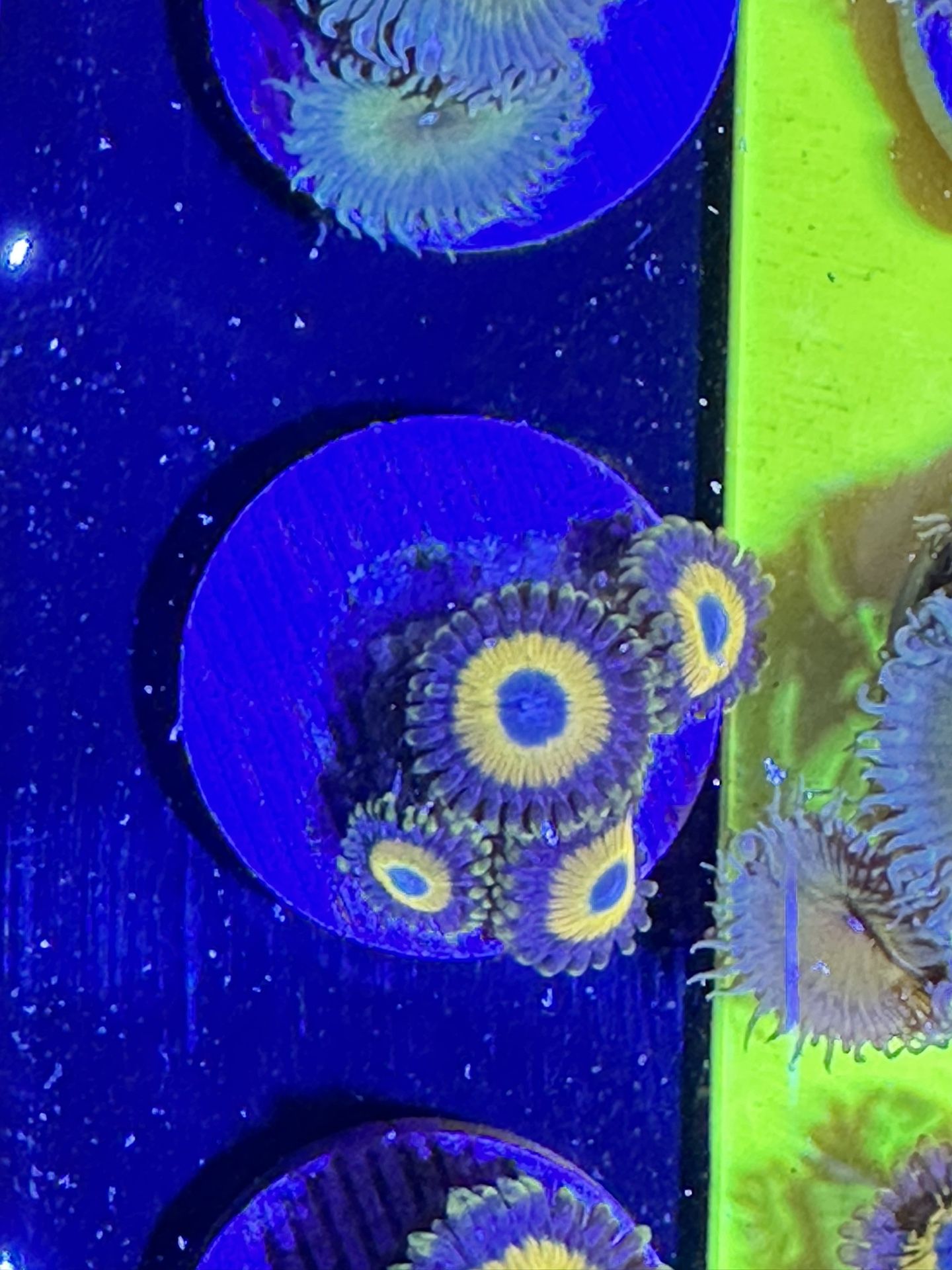 Ultra Bright Scrambled Eggs Zoas