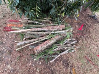 Pine wood for free