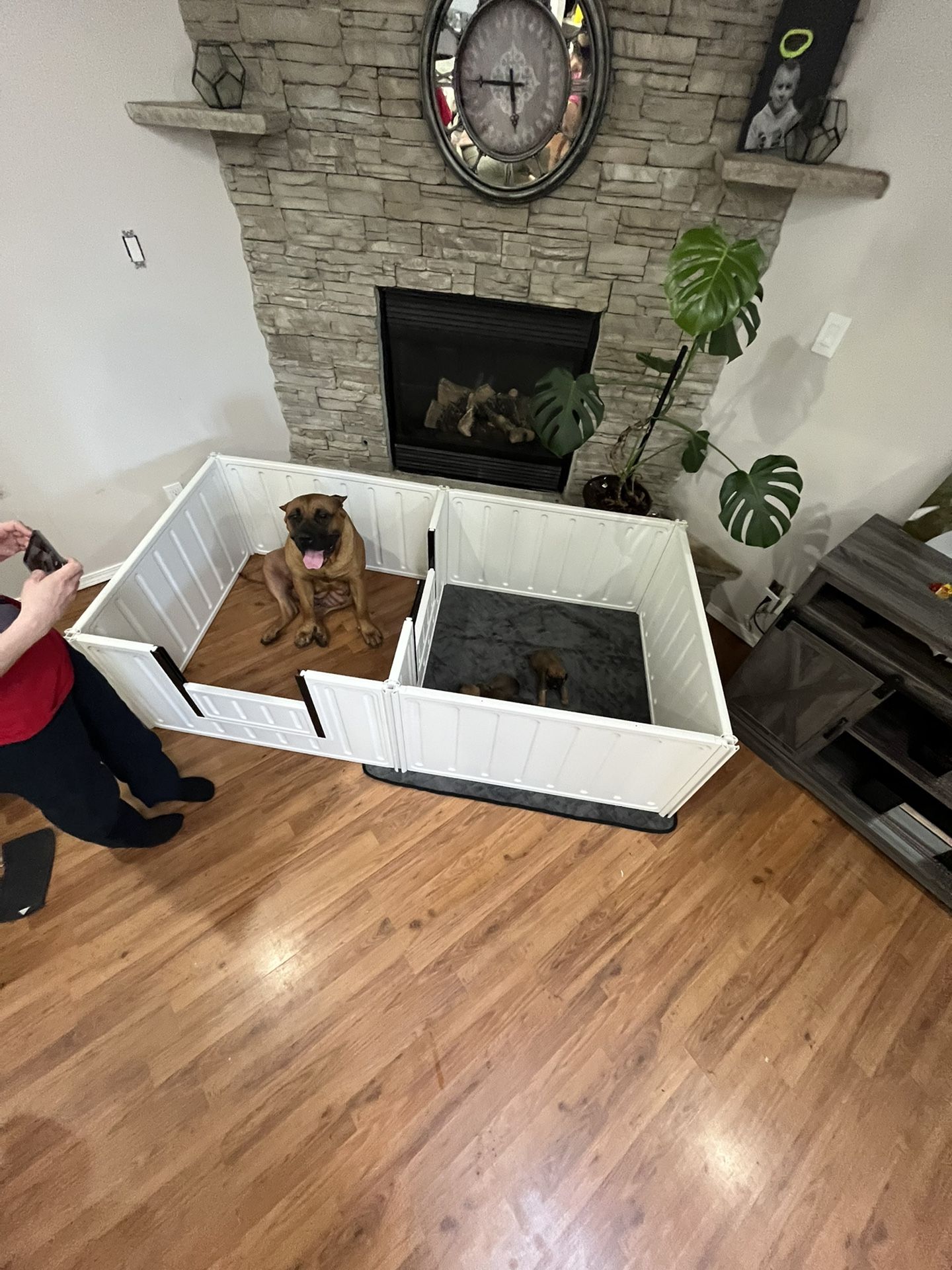 Artemis Whelping Box Plus - 22" High - 80"x40"