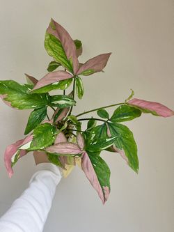 Syngonium Tricolor Variegated Plant